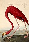 American Flamingo by John James Audubon